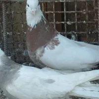 کبوتر طوقی|پرنده|رامیان, |دیوار