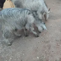 دوتا کهره ماده|حیوانات مزرعه|دلوار, |دیوار