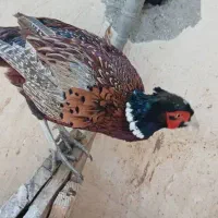 قرغاول