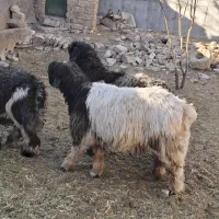 بره نر تخمی|حیوانات مزرعه|شهرکرد, |دیوار