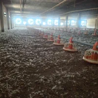 کودمرغ|خدمات باغبانی و درختکاری|گرگان, |دیوار