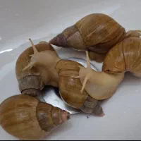 حلزون مولد