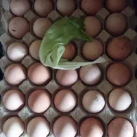 تخم نطفه دار استرالوپ کپشن آگهی بخون بعد تماس بگیر