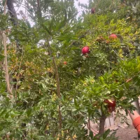 زمین-خانه-کلنگی-ویلایی-روستای-وشنوه