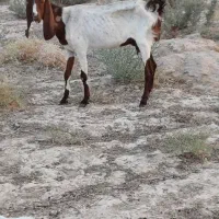 بز آبستن