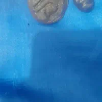 دوعدد مهره حبحاب