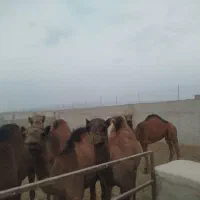 شتر بلوون دورگه چاق بدون شکم