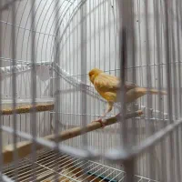 قناری نر اوپال قرص