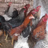 خروس محلی خوب وچاق