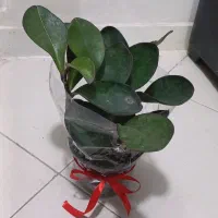 گل وگیاه|گل و گیاه طبیعی|بندرعباس, |دیوار