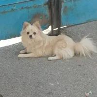 پامر عروسکی خرسی|سگ|کرج, کوی کارمندان جنوبی|دیوار