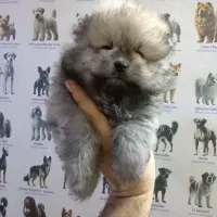 فرنچ بولداگ، پامر، شی هوا هوا، پیکینیز