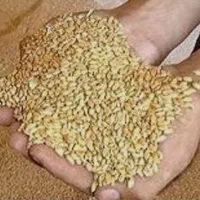 گندم قلاوندی یا شترمل