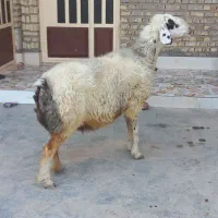 گوسفند