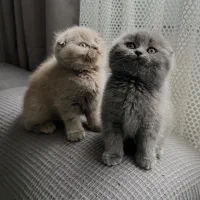 گربه اسکاتیش فولد