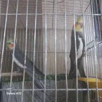 عروس  نر بالغ