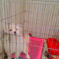 پامر روباهی خرسی|سگ|شیراز, کوشک میدان|دیوار