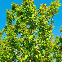 آلوچه(گوجه سبز ) ماهان