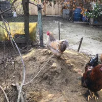 خروس زینتی کوشین|حیوانات مزرعه|بابل, |دیوار