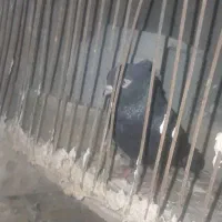 ماهشهر شهرک مدنی گلستان ۷|پرنده|بندر ماهشهر, |دیوار