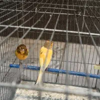 فروش قناری نر و ماده