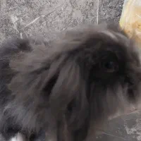 خرگوش لوپ چشم آبی اصیل|موش و خرگوش|قم, لسانی|دیوار