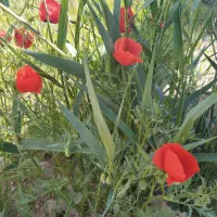 زمین باغ