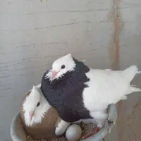 کبوتر طوقی تنظیم