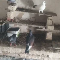 کبوتر|پرنده|آشخانه, |دیوار