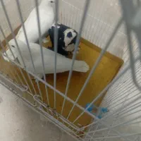 کفتر کبوتر بخاطر تنها بودنش میفروشم