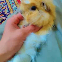 خرگوش خوکچه هندی