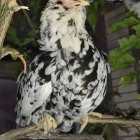 گلین و لاری