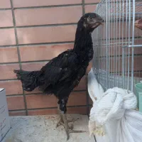 خروس لاری|حیوانات مزرعه|شاهین‌شهر, شهرک میلاد|دیوار