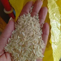 برنج چمپا وعنبر