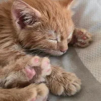 واگذاری رایگان