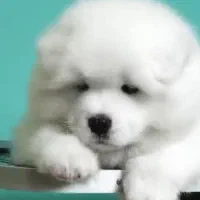 سگ گلدن. سامویید. چاوچاو 60روزه تا بالغ