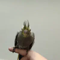 عروس هلندی جوجه ۴۰ روزه سرلاکی ۴عدد باهم یک میلیون