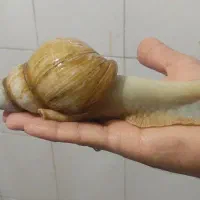 حلزون 100 تومن|خزنده|تهران, خلیج فارس|دیوار