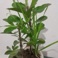 گل گل گل|گل و گیاه طبیعی|بروجرد, |دیوار