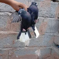 کفتر دم‌سفید