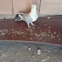 کبوتر بلژیکی