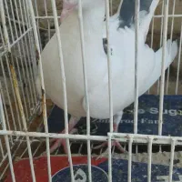 کفتر سفید خال دم سیاه بی بمب