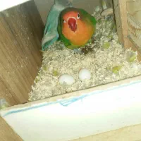 یک جفت برزیلی