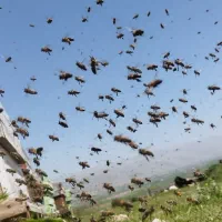 فروش ویژه زنبور،ملکه ،محصولات زنبور عسل