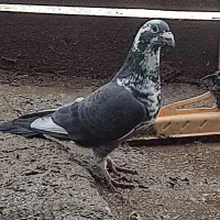 کبوتر پلاکی