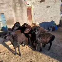 ۲۱۰۰۰۰۰۰|حیوانات مزرعه|زنجانرود, |دیوار