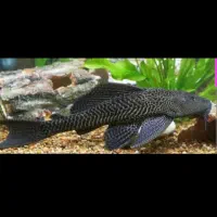 ماهی لجن خوار.یک میلیون تومن|ماهی|تهران, جیحون|دیوار