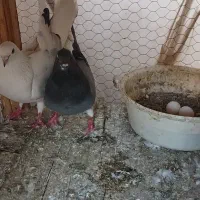 کفتر دمگیر دولا و دوبحر در پرنده