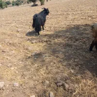 فروش فوری چپش نژادی