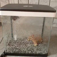 آکواریوم|ماهی|مبارکه, |دیوار